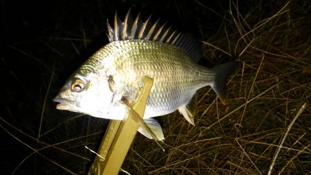 ニューポイント？！