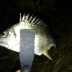 シーズン終盤かな？