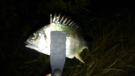 シーズン終盤かな？