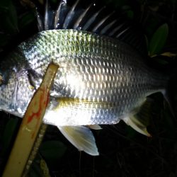 やっぱり好調のようです（笑）