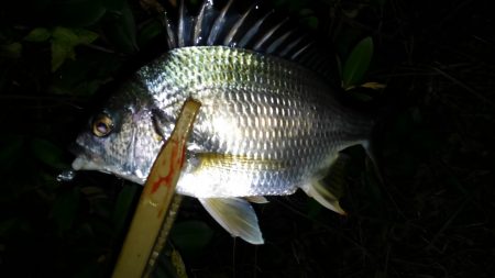 やっぱり好調のようです（笑）