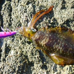 今年は成長が遅い