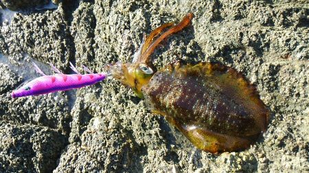 今年は成長が遅い