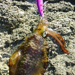 今年は成長が遅い