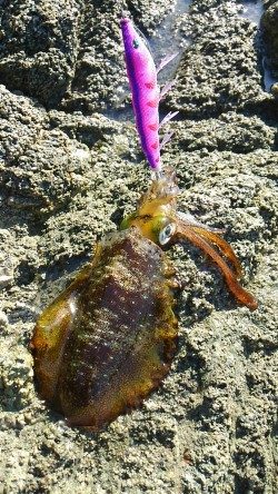 今年は成長が遅い