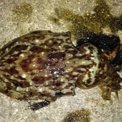 アオリ惨敗、かろうじてコウイカ