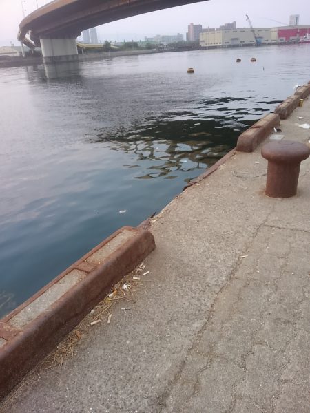 ２日連続タチウオ