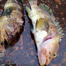 二時間一本勝負