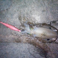 アオリいかだもん