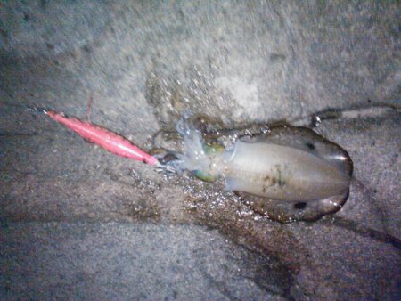 アオリいかだもん