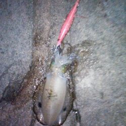 アオリいかだもん