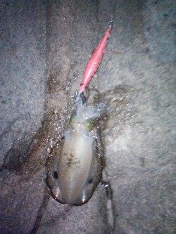 アオリいかだもん