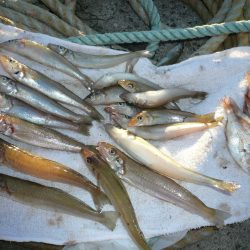 久しぶりの良型キス