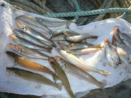 久しぶりの良型キス