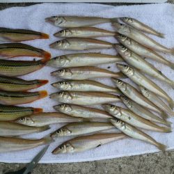 西淡の落ちギス釣査