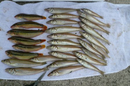 西淡の落ちギス釣査