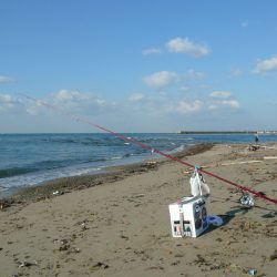 明石川河口で良型キスが釣れました