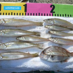 洲本港でキス狙い