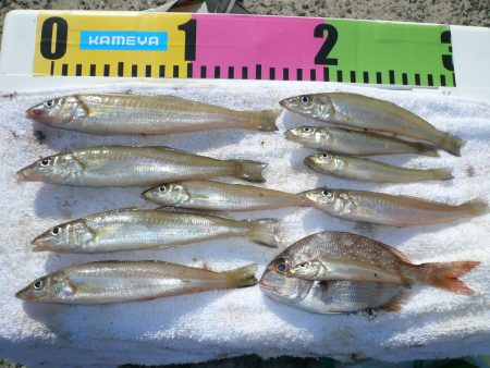 洲本港でキス狙い