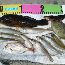 近場の明石港でキス狙い