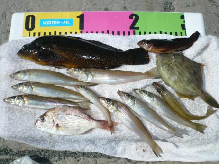 近場の明石港でキス狙い