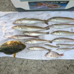 江井でリベンジキス