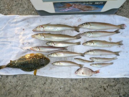 江井でリベンジキス