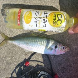 新波止でマルアジ！！アイゴも行けます！！