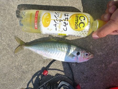 新波止でマルアジ！！アイゴも行けます！！