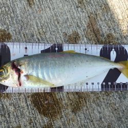 湯浅沖一文字　アジ釣り