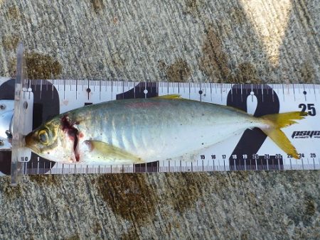 湯浅沖一文字　アジ釣り