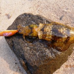 場所によって偏りが・・・