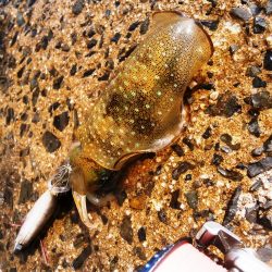 タイムマシン・・・・サイズが新子？