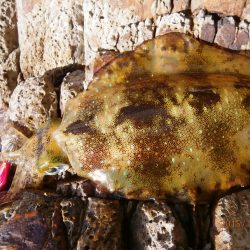 10時30分よりプチラッシュ♪