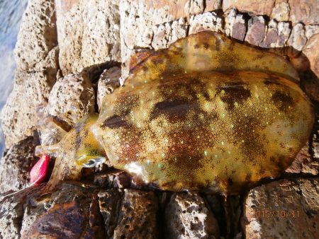 10時30分よりプチラッシュ♪