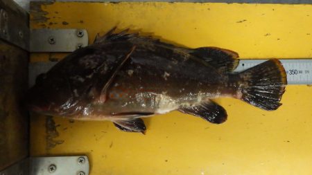 厳しかったです