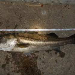 秋の大型シーバス