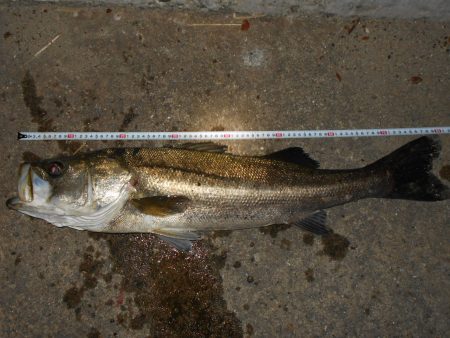 秋の大型シーバス