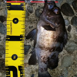 マーブルビーチで釣果上がってたので…