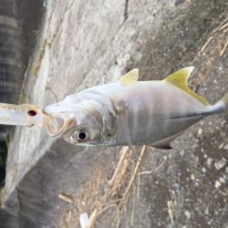 秋のライトゲーム！