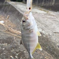 秋のライトゲーム！