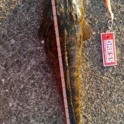 久美浜湾神崎周辺にて