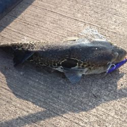 ショアジギでタチじゃなくてトラが！！！？？？