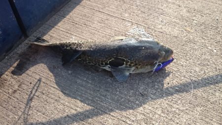 ショアジギでタチじゃなくてトラが！！！？？…