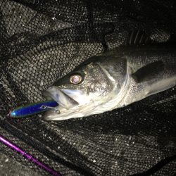 シーバスからのタチウオ調査‼︎