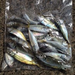 サビキ釣り！！！