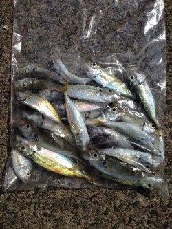 サビキ釣り！！！