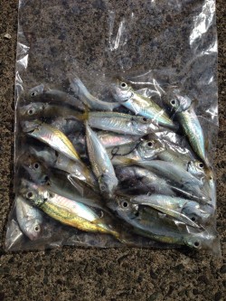 サビキ釣り！！！