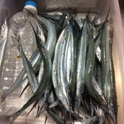 またまたサヨリ