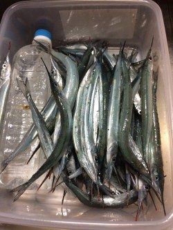 またまたサヨリ